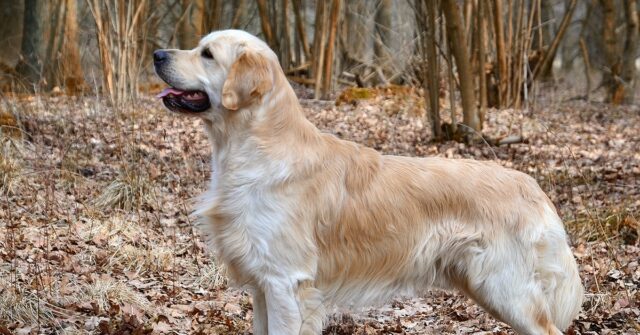 Cucciolo Golden Retriever “dice” grazie al pompiere che lo ha salvato, il video è commovente