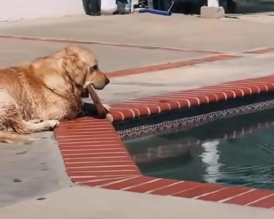 cucciolo golden bellissima giornata piscina divertirsi