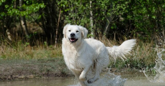 Cucciolo Golden Retriever sa come divertirsi in piscina, il video