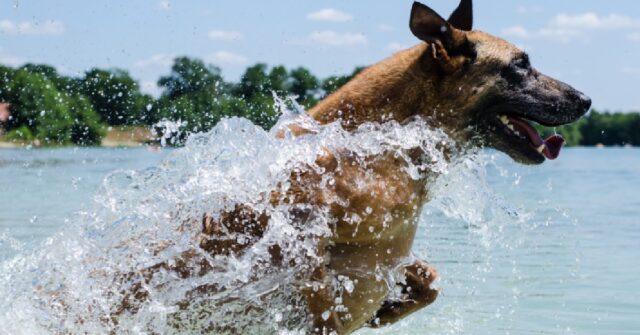 Cucciolo Griffone dal pelo duro cammina sull’acqua, il video è da non credere