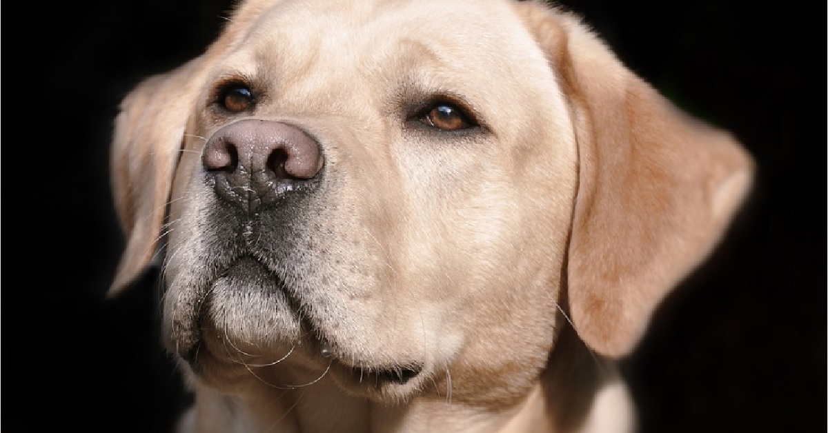 Cucciolo Labrador non sopporta i versi della madre, il video è sensazionale