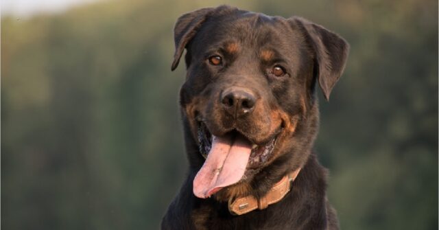 Cucciolo Rottweiler da il bacio della buonanotte alla sorellina, il video è fantastico