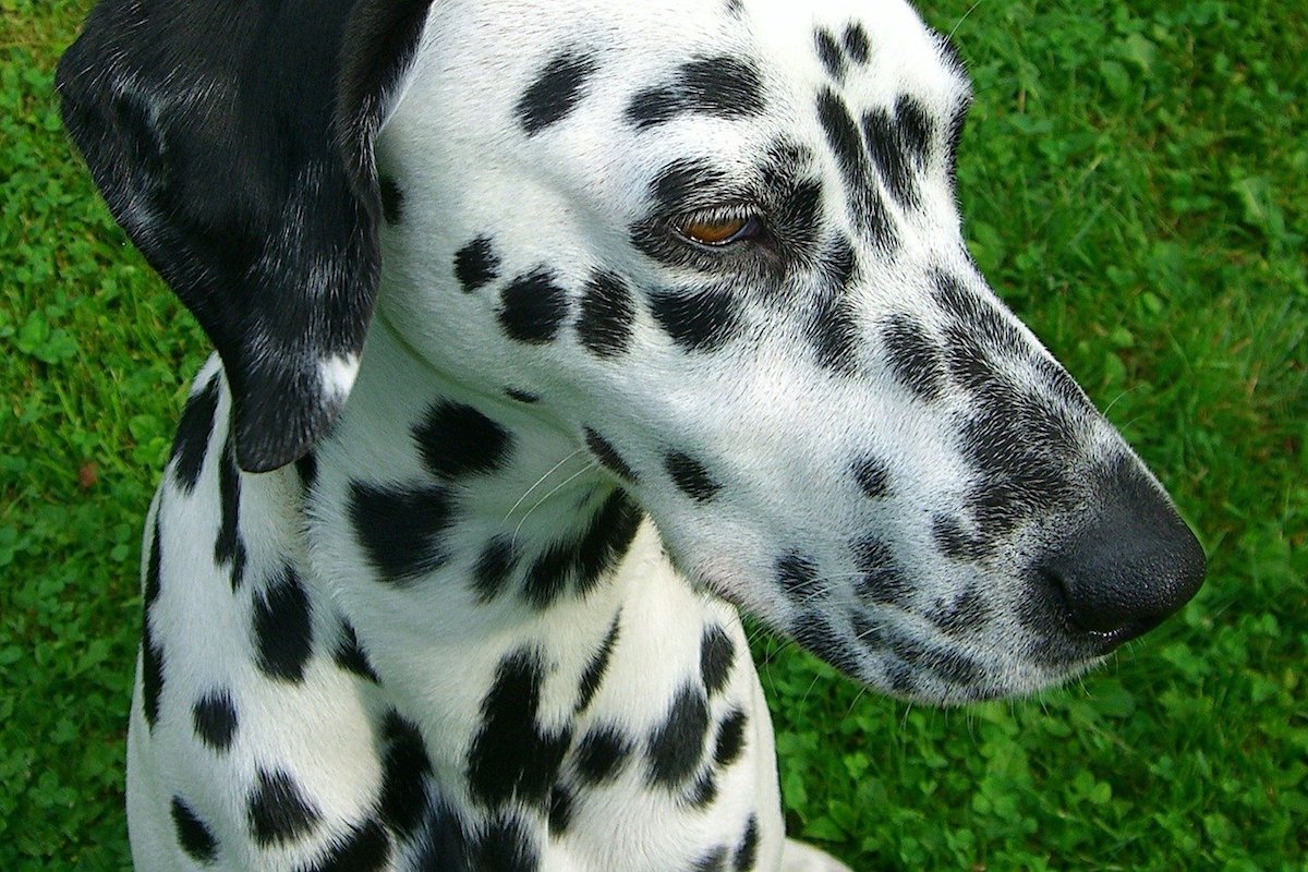 dalmata macchioline