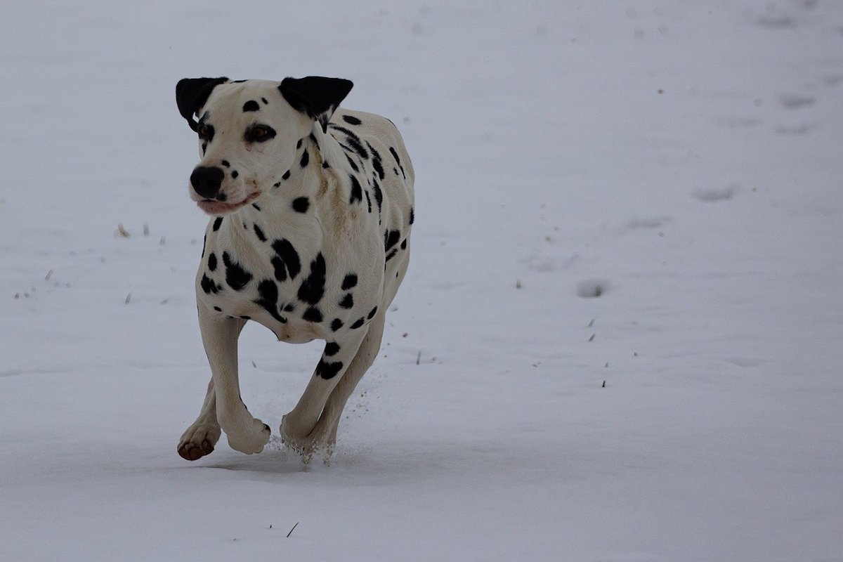 dalmata sulla neve