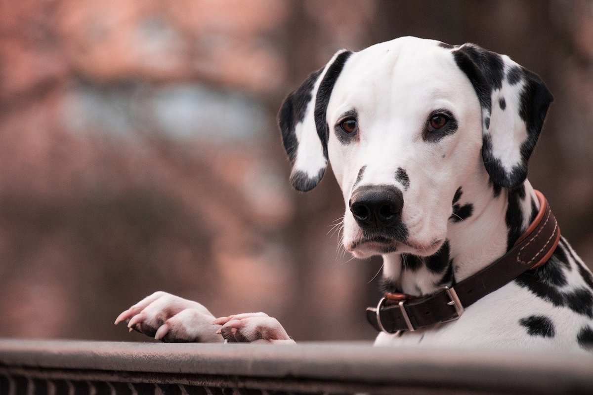 dalmata sguardo tenero