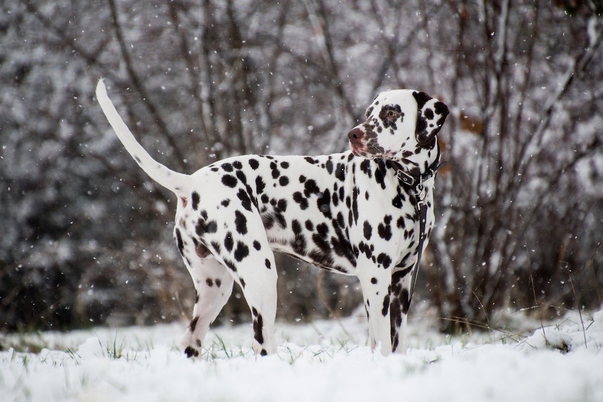 dalmata pieno di macchie