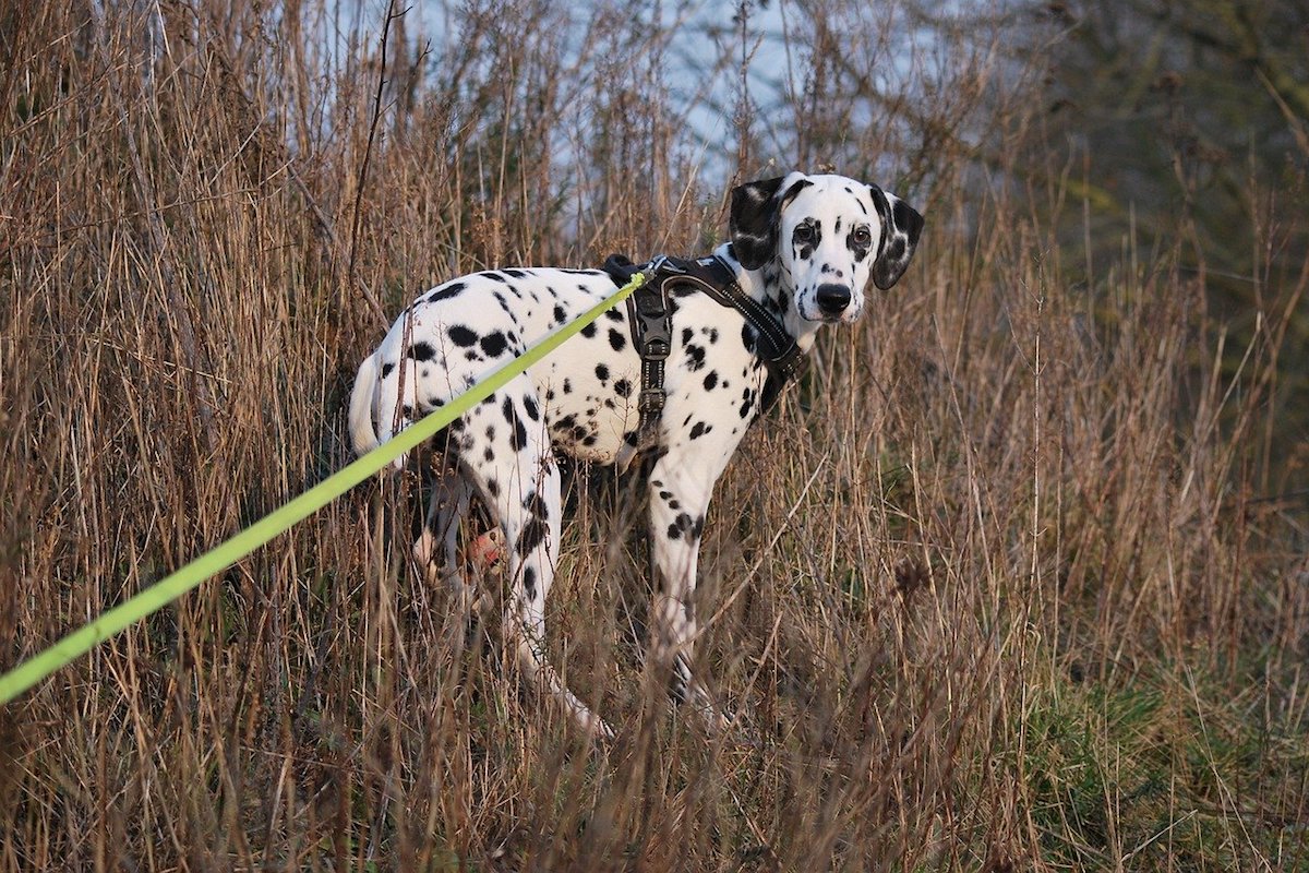 dalmata in giro