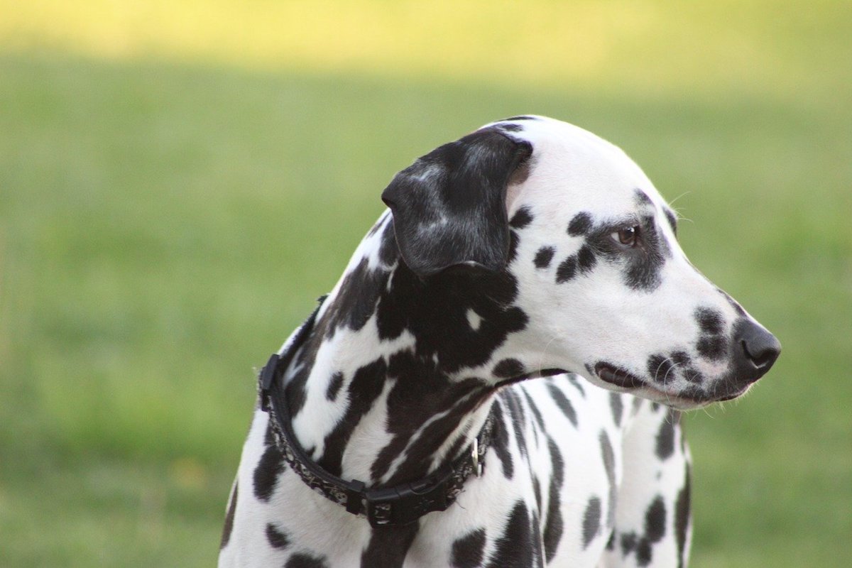 Dalmata, quando spuntano le macchie? Ecco cosa sapere