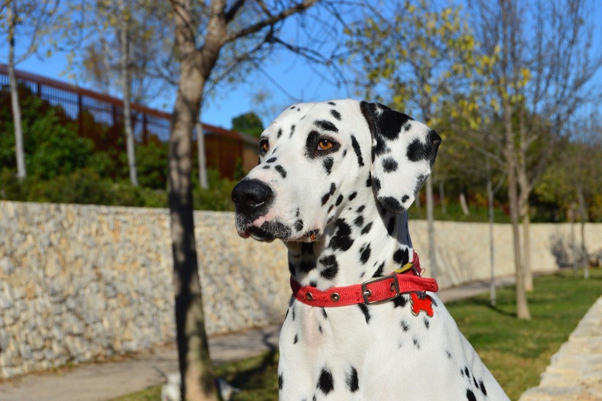 dalmata sguardo curioso