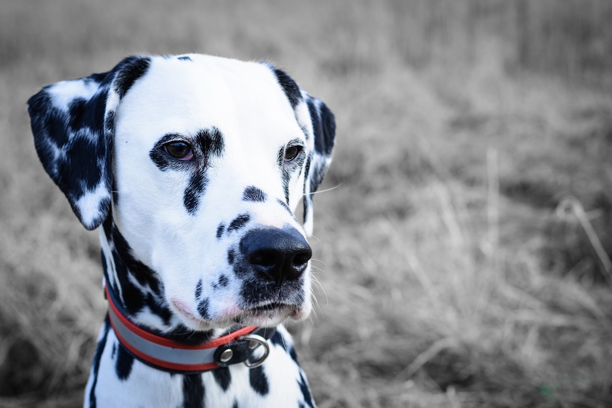 dalmata muso dolce