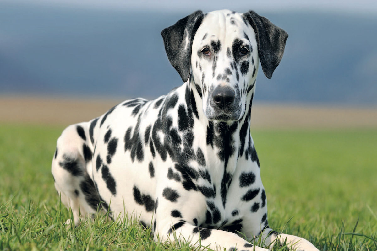 Dalmata, quanti cuccioli possono avere questi cani?