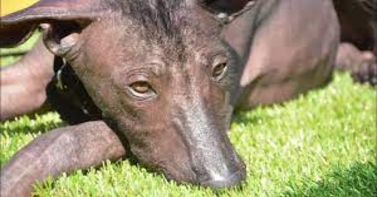 Dante, l’unico cucciolo di cane messicano senza pelo che fa parte della Polizia del Messico (VIDEO)