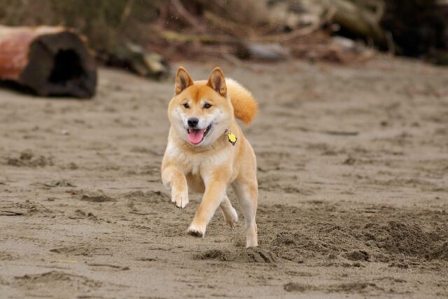 Dare le spalle al cane, quando è pericoloso