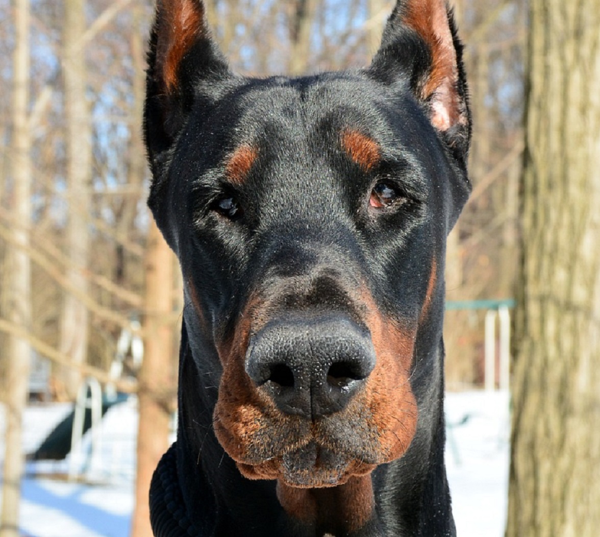 Dobermann