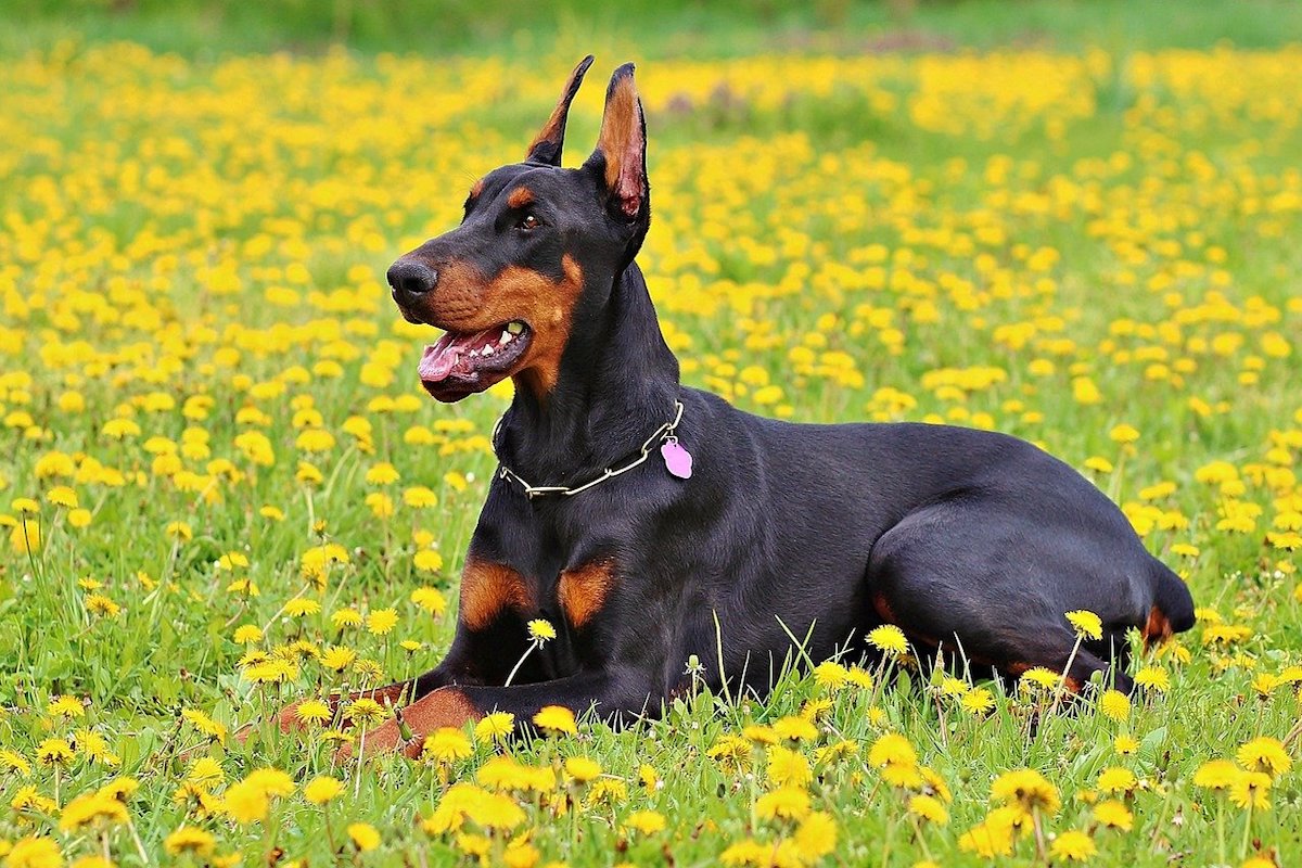 dobermann felice nel prato