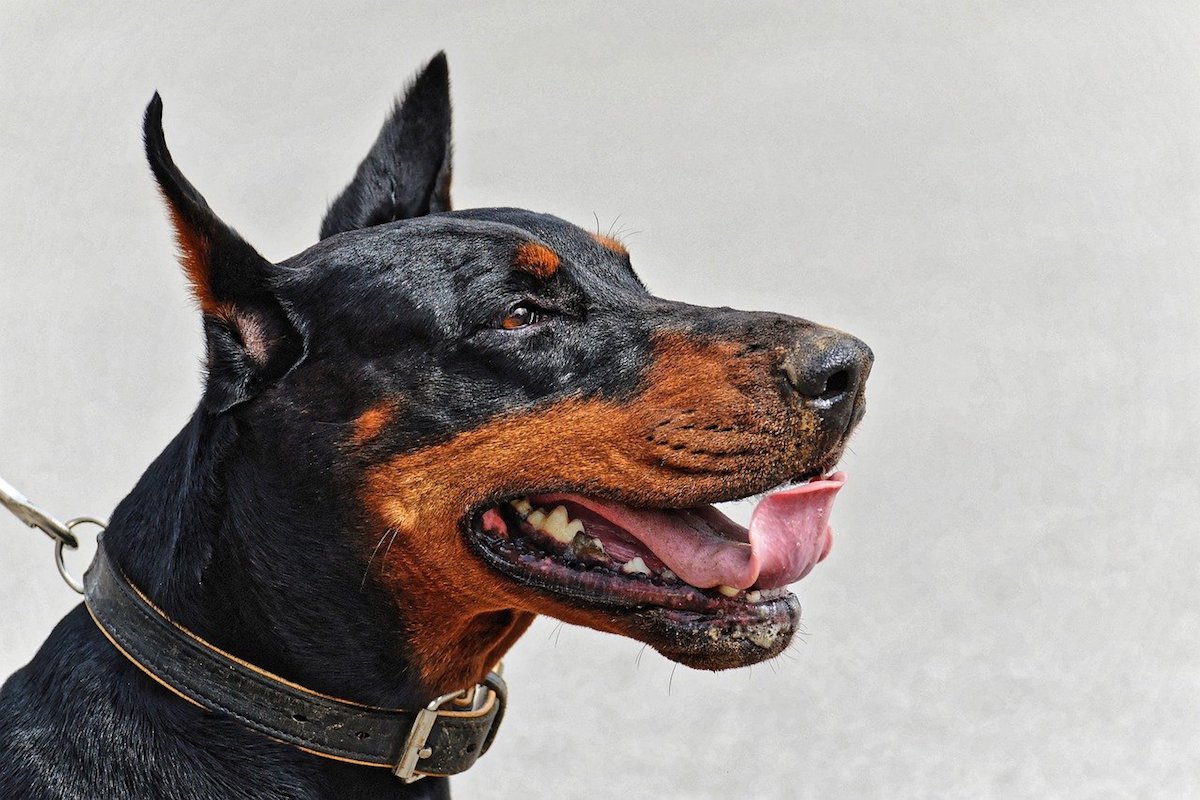 dobermann interessato a qualcosa