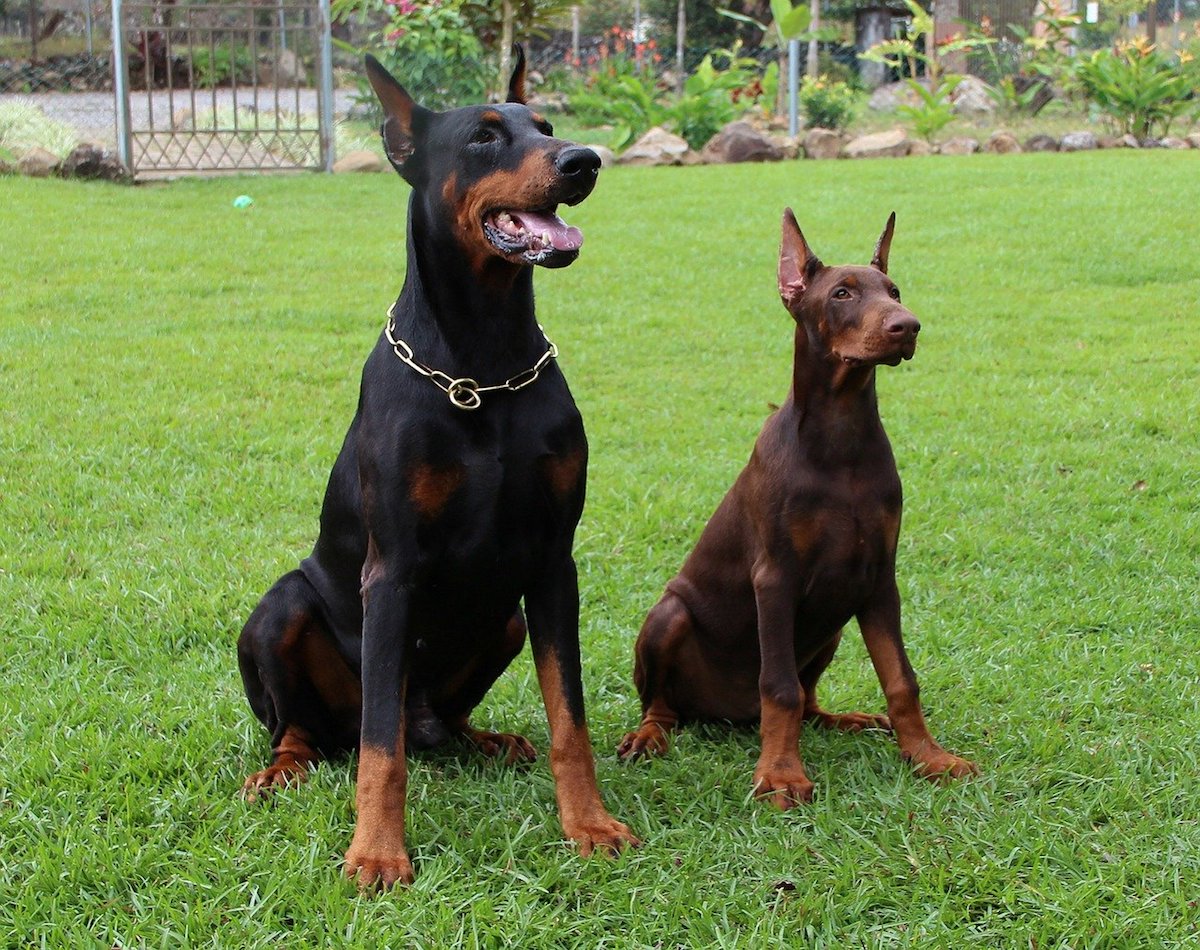 dobermann in posa