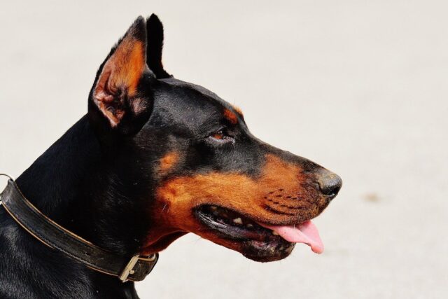 Dobermann e altri animali: possono coesistere e con chi va più d’accordo?