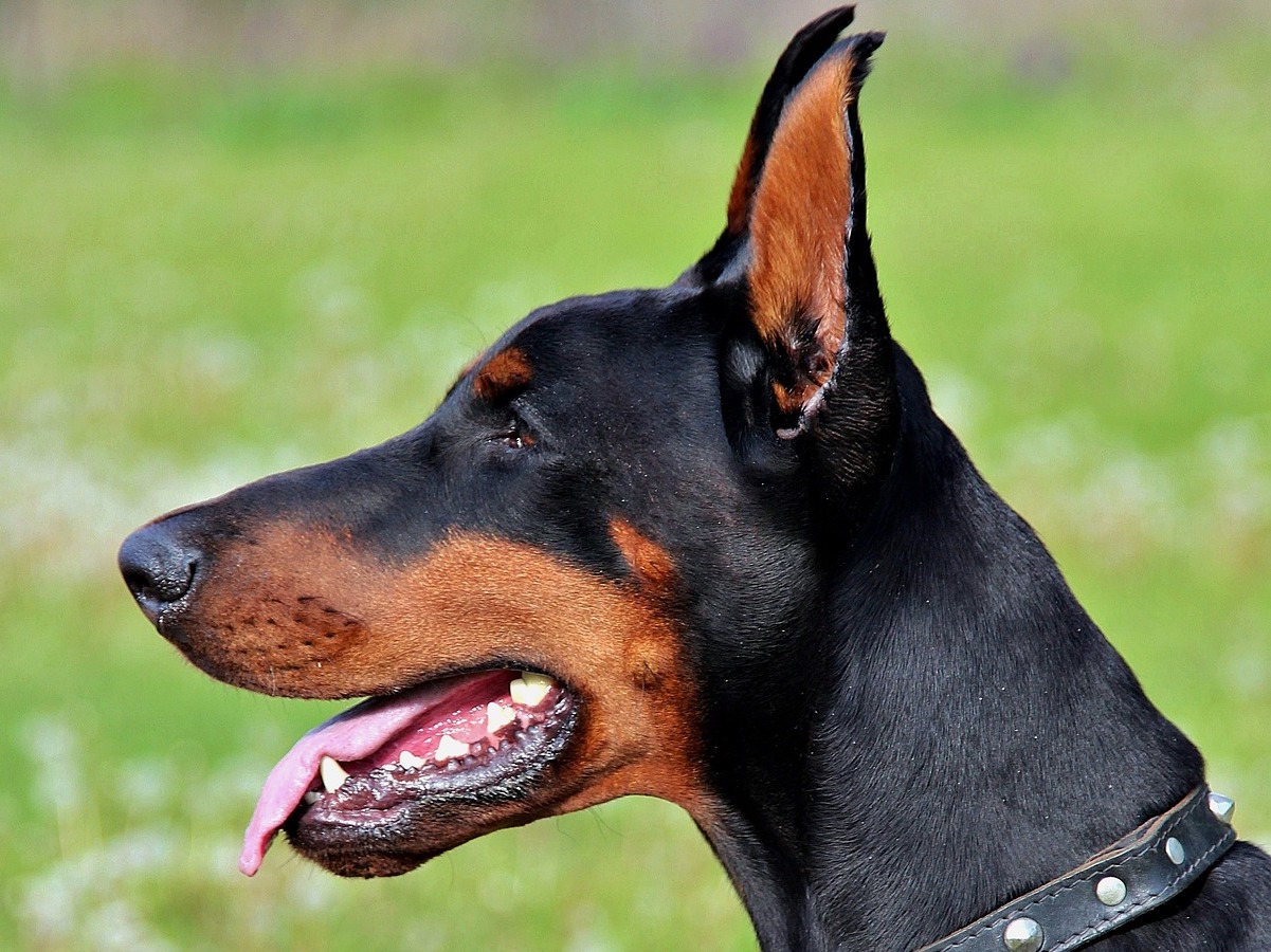 dobermann sguardo concentrato