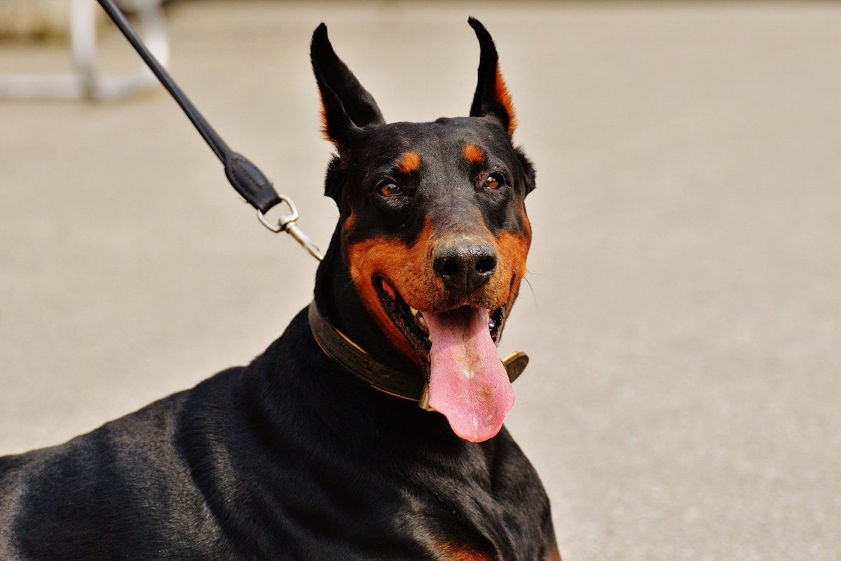 dobermann contento