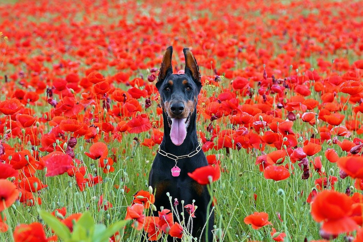 dobermann nel prato di fiori