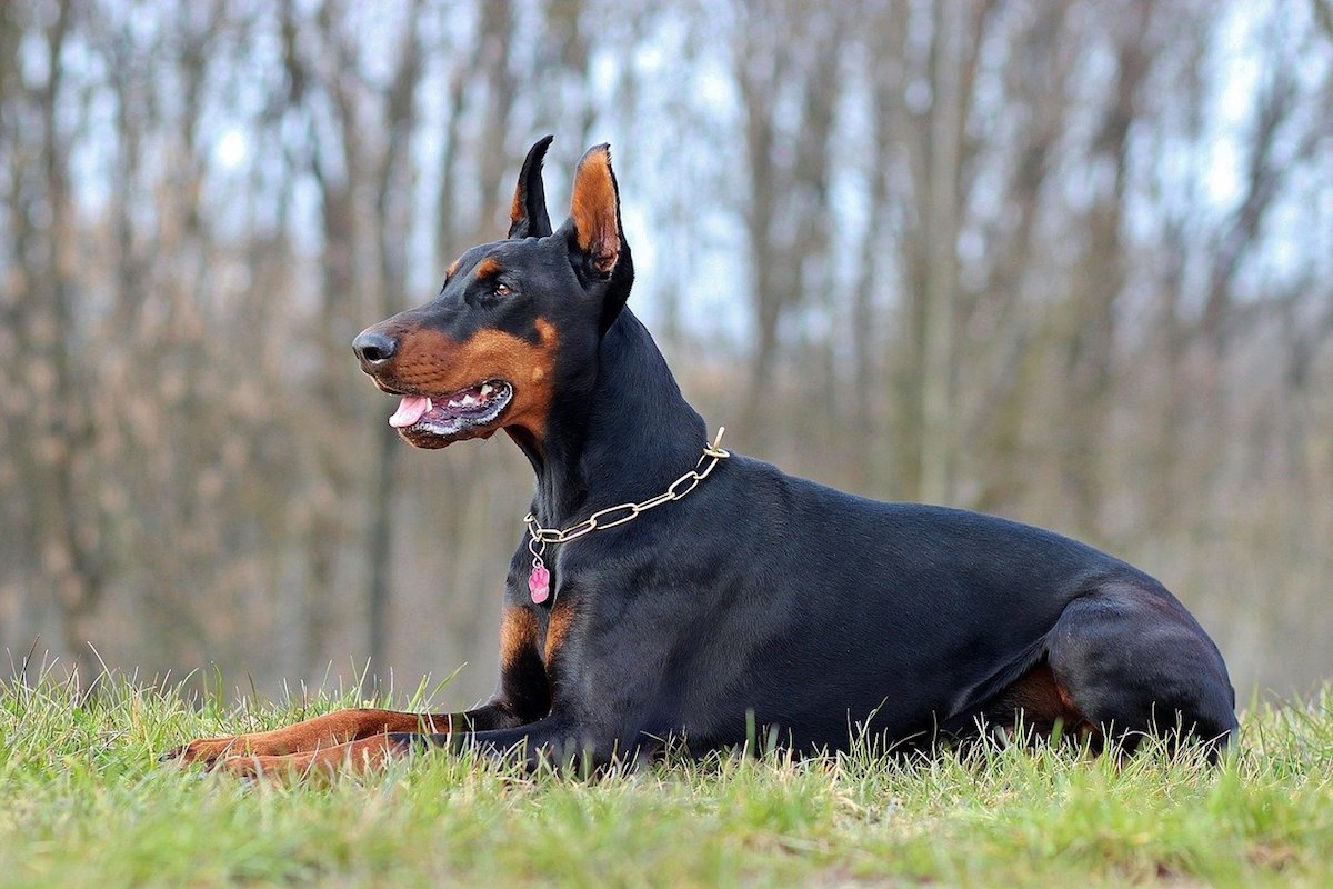 dobermann nella foresta