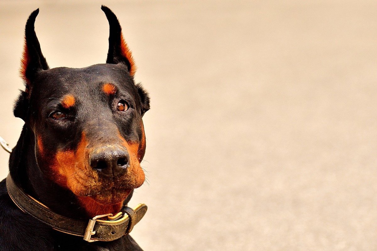 dobermann attento