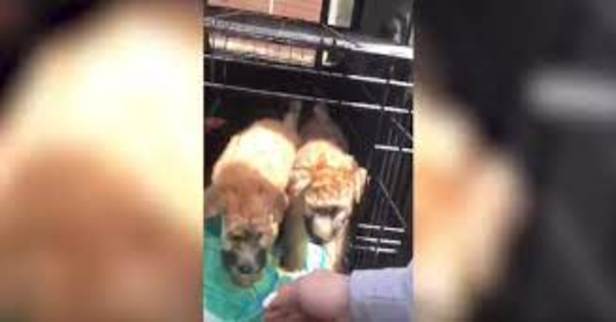 due cuccioli tirati fuori da gabbia