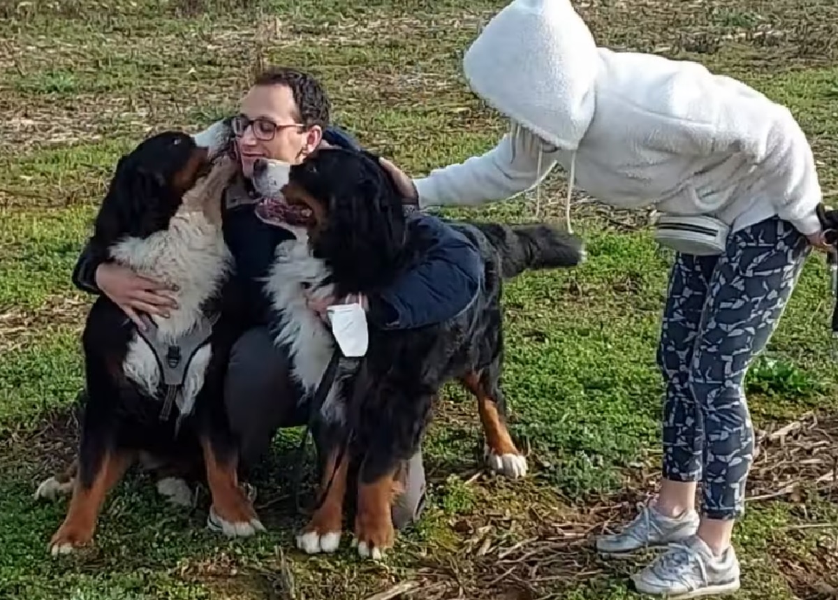 oscar dustin cuccioli bovaro del bernese