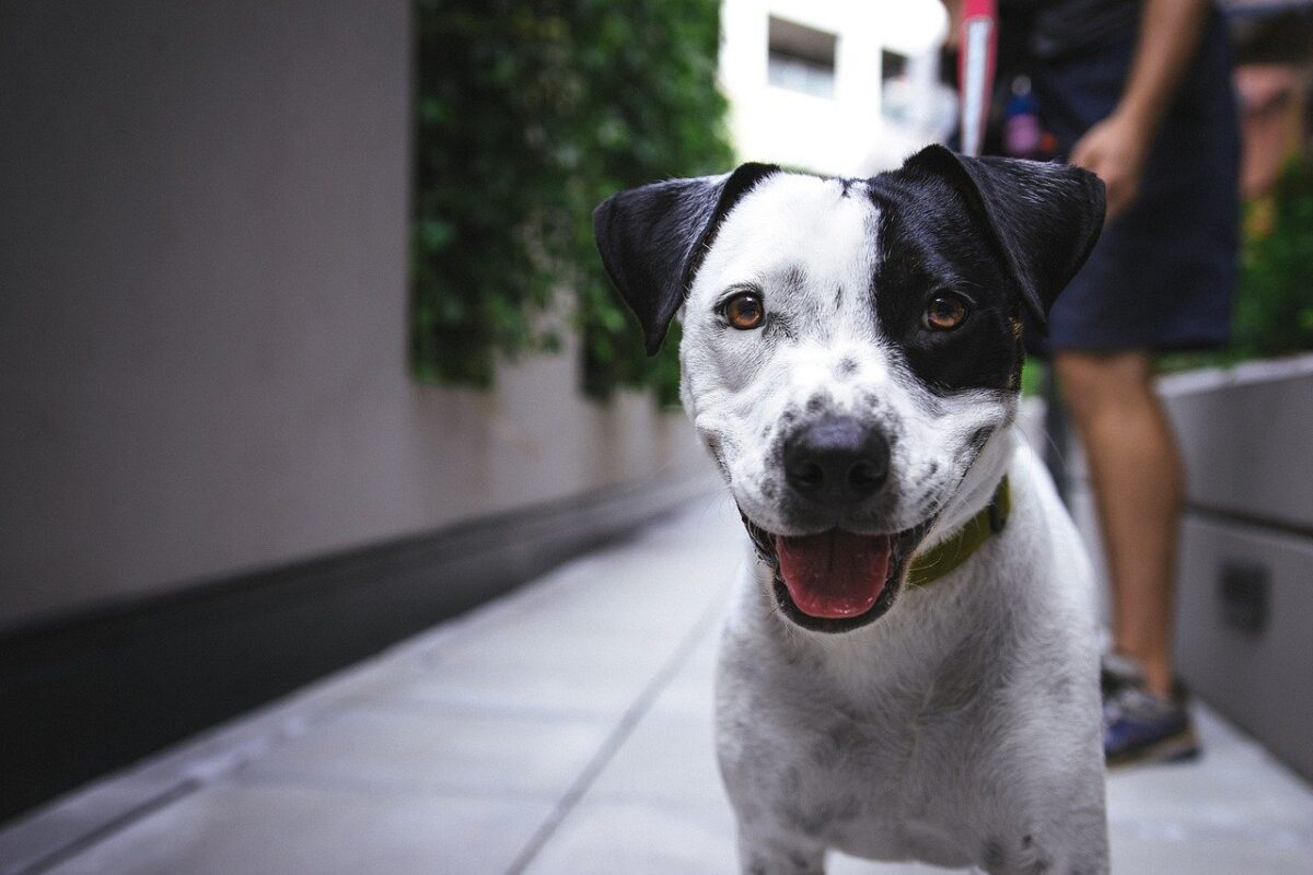 cane bianco e nero