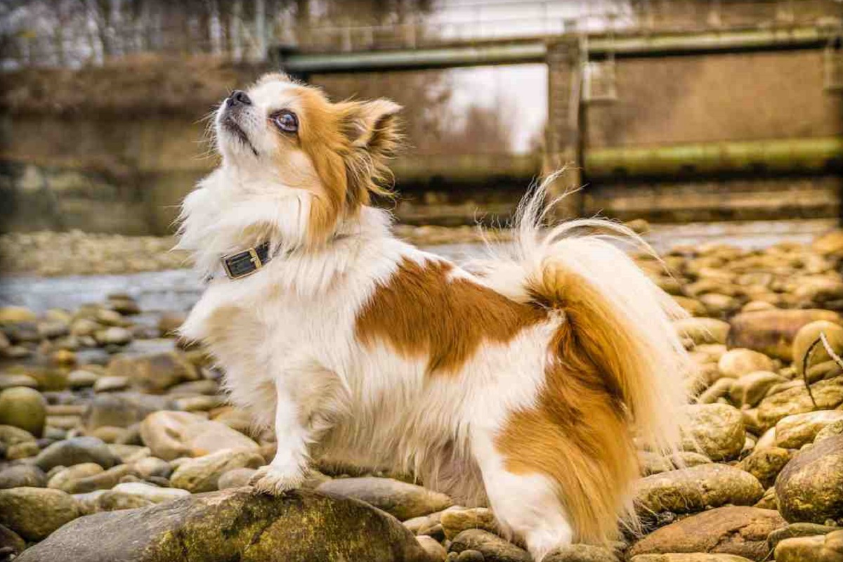 cane di piccola taglia