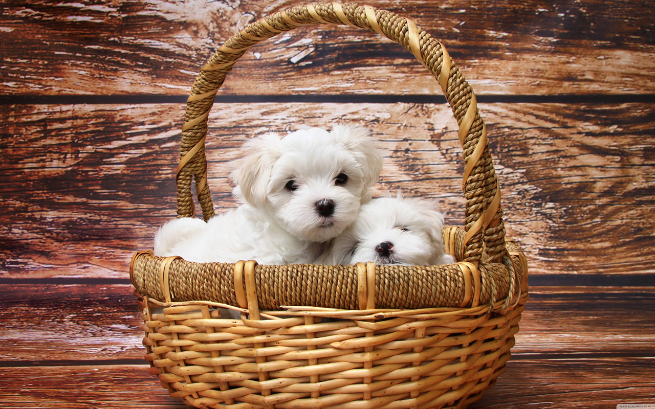 cagnolini in una cesta