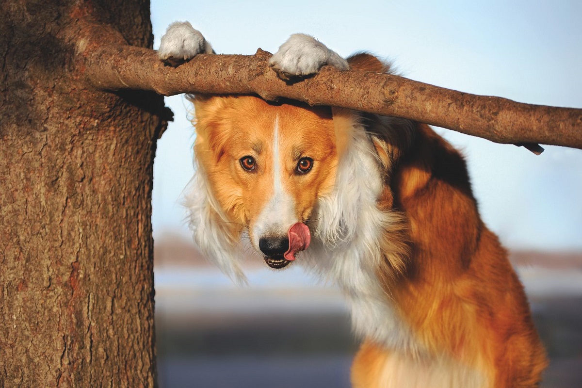 cane appoggiato a un albero