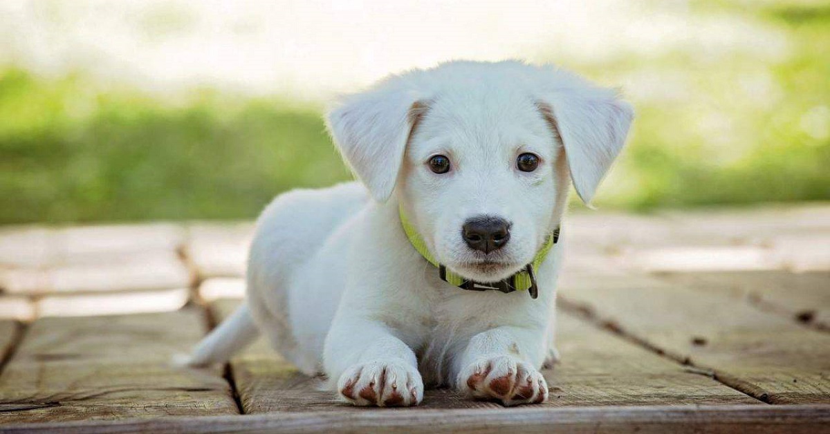 Fino a quando cresce un cane? Ecco cosa sapere