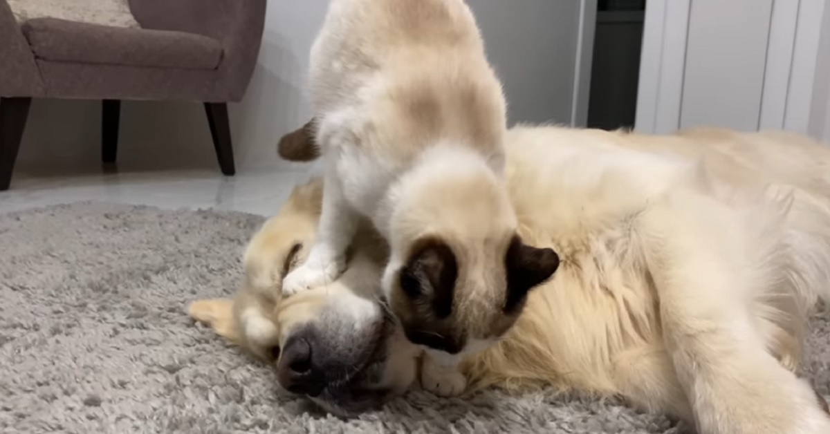 Gatto fa la pasta sulla testa del cucciolo di Golden Retriever