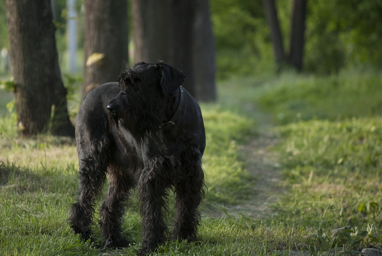 Razze di cani che darebbero la vita- Schnauzer gigante