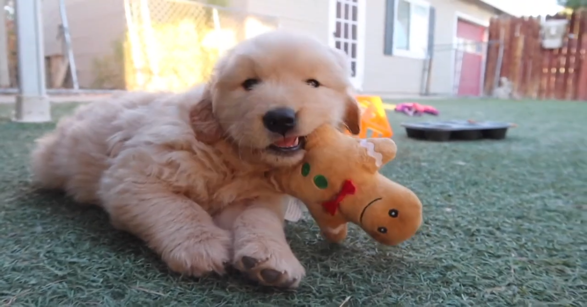 Cuccioli di Golden Retriever giocano in giardino (VIDEO)