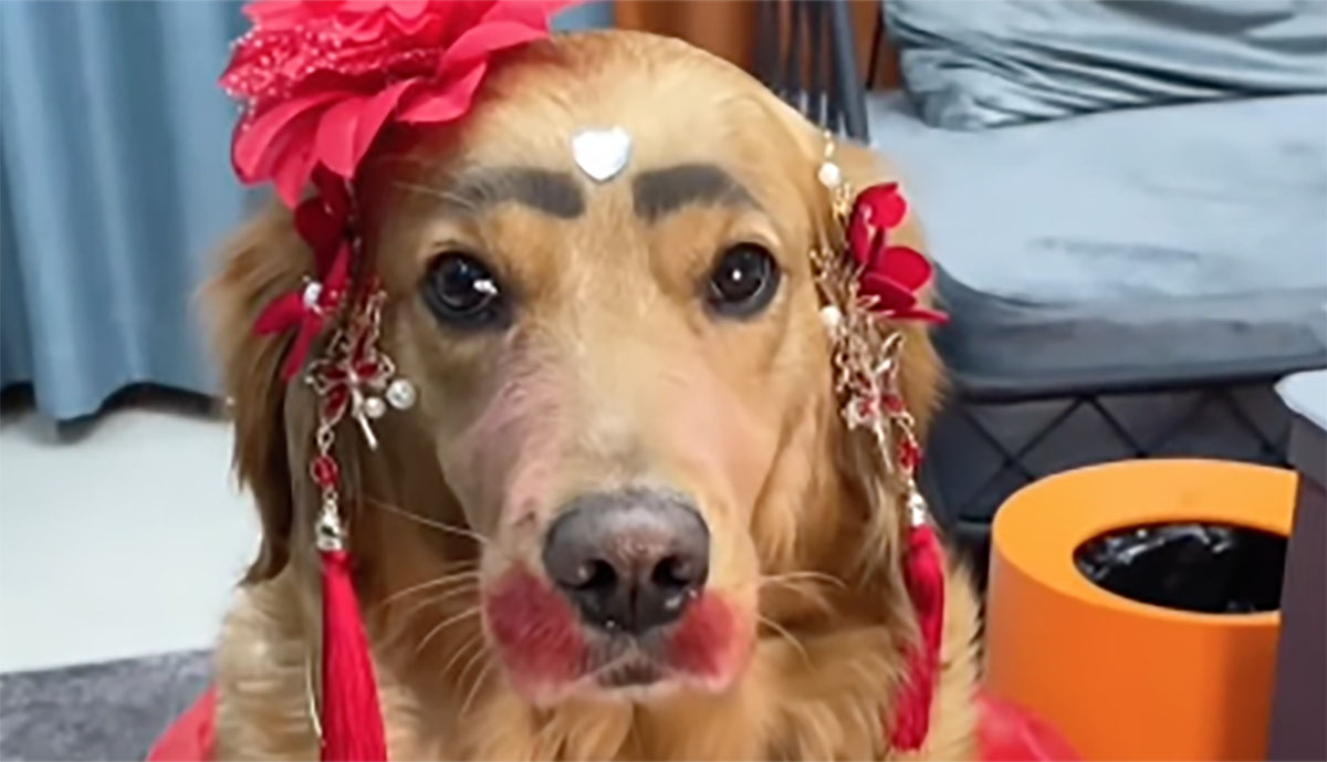 Golden Retriever si trasforma in Frida Kahlo: il suo aspetto è davvero esilarante (VIDEO)