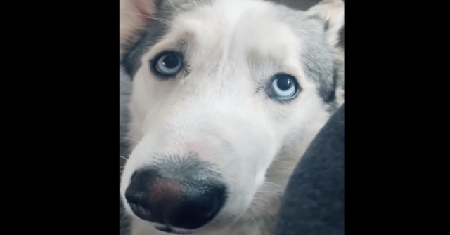Un cucciolo di Husky ha uno strano comportamento quando la sua mamma umana gli parla della fine della quarantena (VIDEO)
