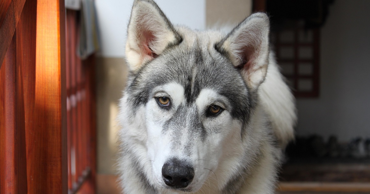 I cuccioli di Husky affrontano la “sfida del cesto”, il video è da non perdere