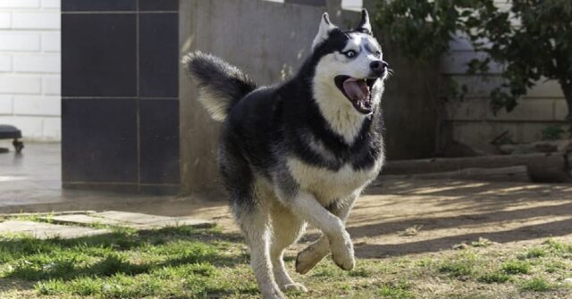 I cuccioli di Husky giocano ad un “tiro alla fune” alternativo, non perdetevi il video