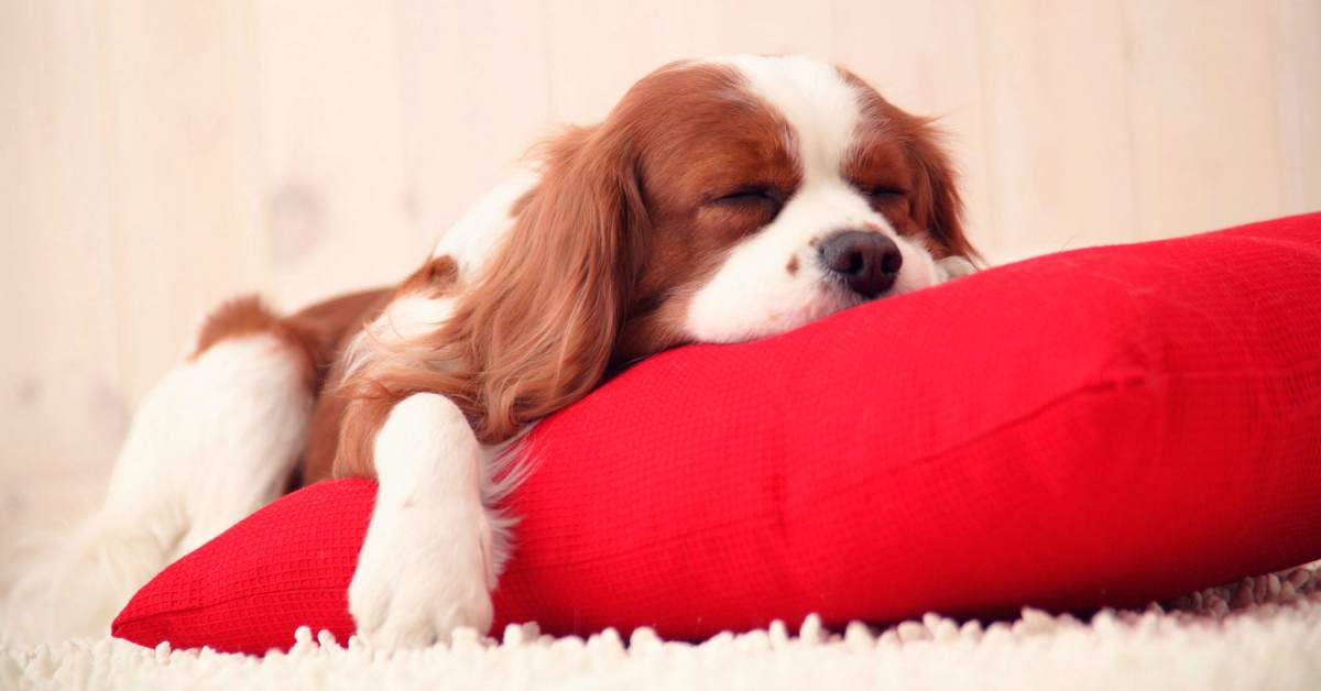 Il cane può avere un cuscino preferito sul quale dorme o riposa? Ecco la verità