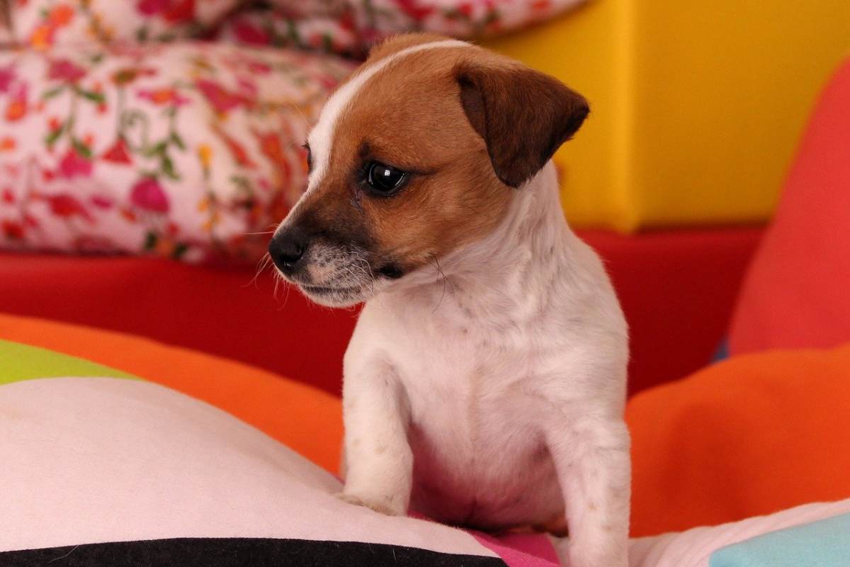 cucciolo di jack russell