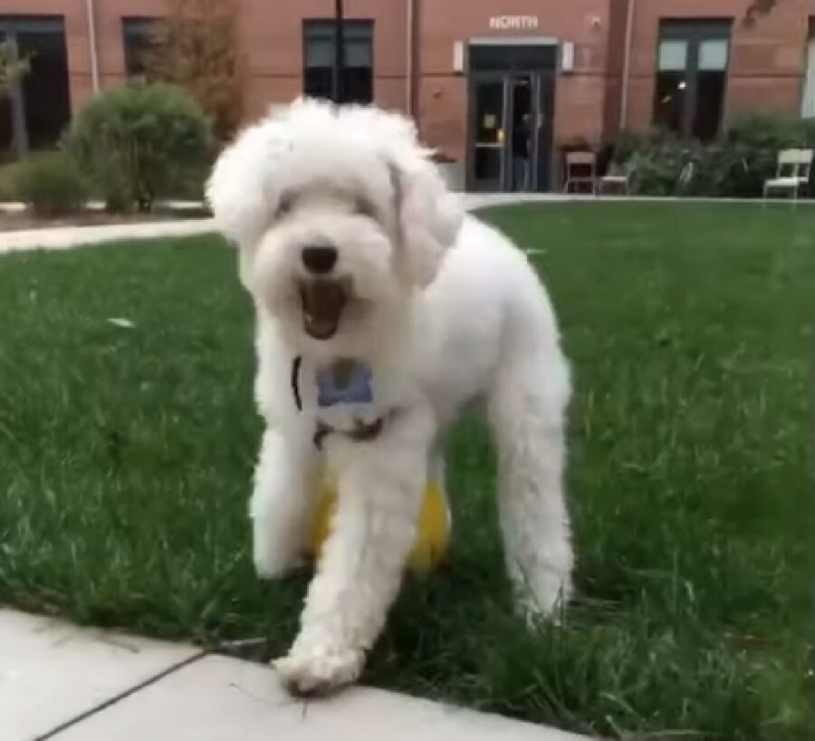 il cucciolo barboncino giardino università