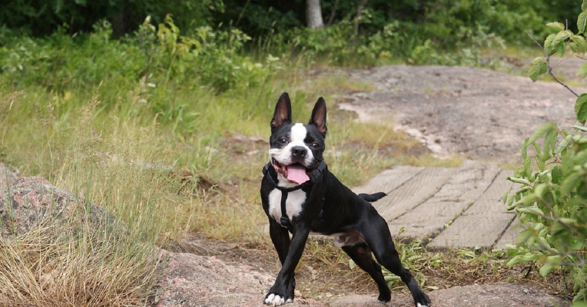 Il cucciolo Boston Terrier ha una stupenda reazione al ritorno del papà dalla vacanza, il video è dolcissimo