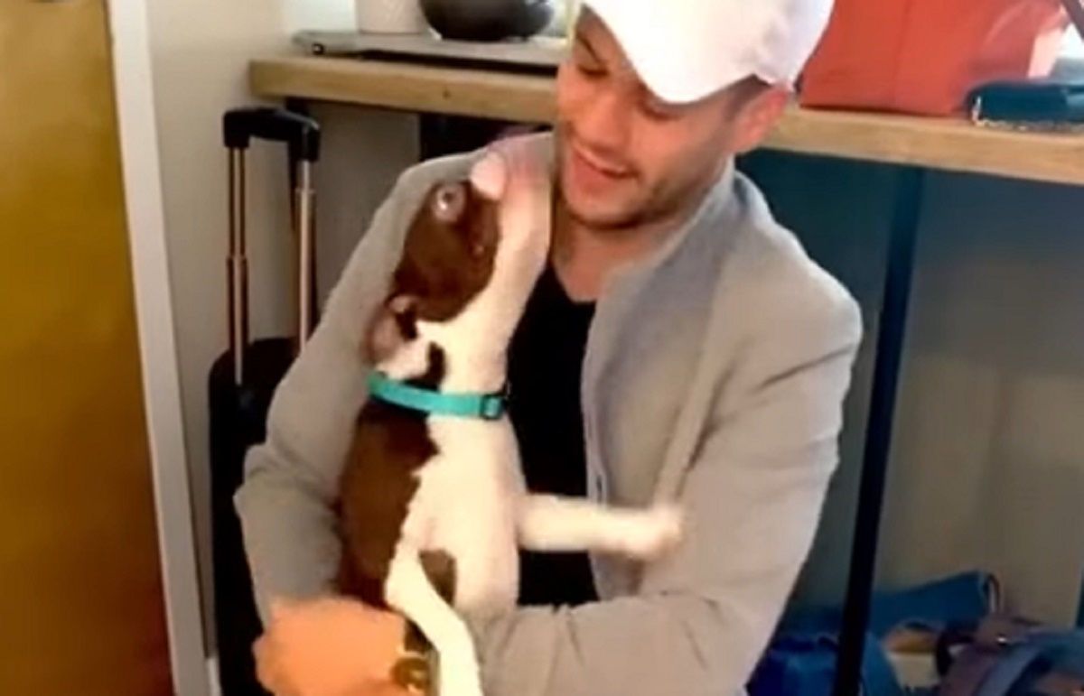 felicità reazione cane