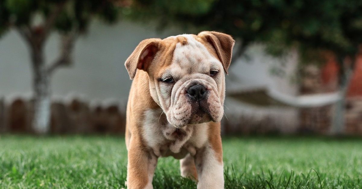 Il cucciolo Bulldog Inglese incontra un lamantino, il video è di una dolcezza rara