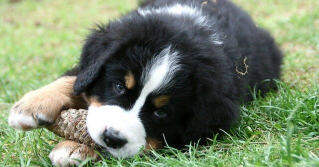 Il cucciolo di Bovaro del Bernese si mette a giocare nella culla, il video è stupendo