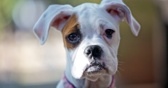 Il cucciolo di Boxer ha un’assurda reazione appena sente dire “mamma”, il video