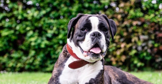 Il cucciolo di Boxer si occupa di portare a spasso il cavallo, il video è sensazionale